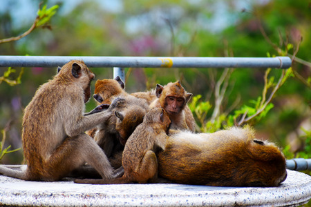 Closeup of a monkey sitting on a table at Hua Hin in Thailand, Asiaの写真素材
