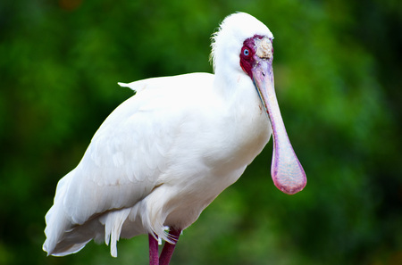 Closeup of a beautiful african spoonbillの写真素材