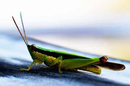 Closeup of a colorful grasshopper with a gray backgroundの写真素材