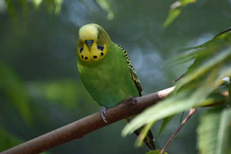Closeup of a small green budgie sitting on a tree branchの写真素材