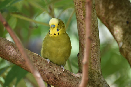 Closeup of a small green budgie sitting on a tree branch