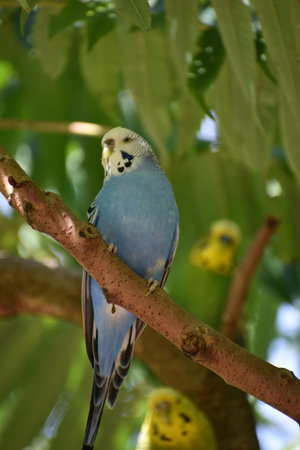 Closeup of a small blue budgie sitting on a tree branch