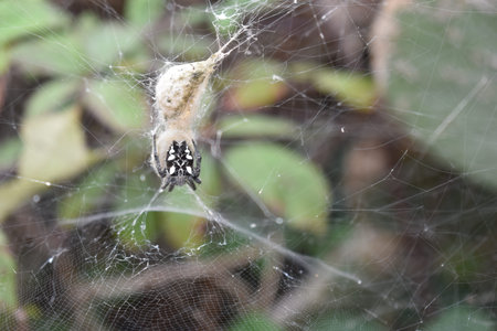 Closeup of a cross spider in a spider's web