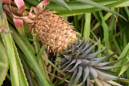 Closeup of a juicy yellow pineapple plant