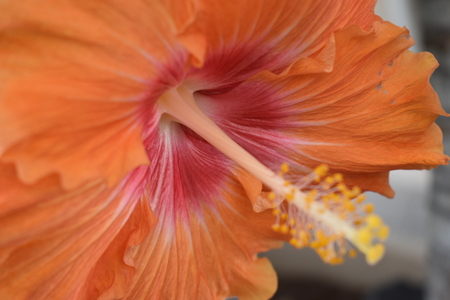 Closeup of a beautiful orange hibiscus flowerの写真素材