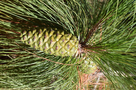 Closeup of a fresh green pine cone in a forest