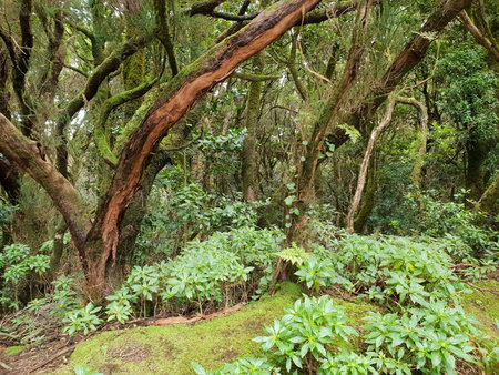 Beautiful laurel forest with many big green mossy trees in the north of Tenerife in the Anaga...