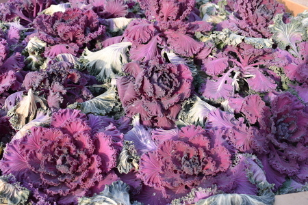 Frozen green and purple salad plantsの写真素材