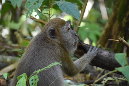 Little monkey at the beautiful green jungle landscape at Khao Sok National Park in Thailand, Asia