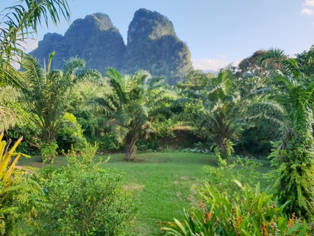 Mountains and palm trees at a garden at Khao Sok National Park in Thailand, Asiaの写真素材