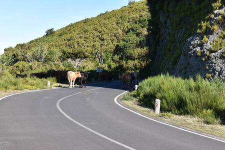Many cows on the street at the Fairy Forest at the Fanal with ancient laurel trees in Madeira, Portugalの写真素材