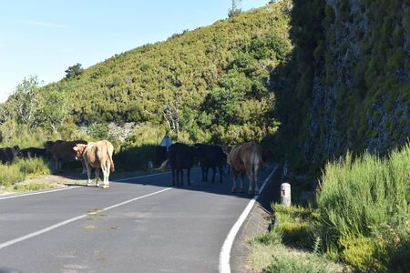 Many cows on the street at the Fairy Forest at the Fanal with ancient laurel trees in Madeira, Portugalの写真素材