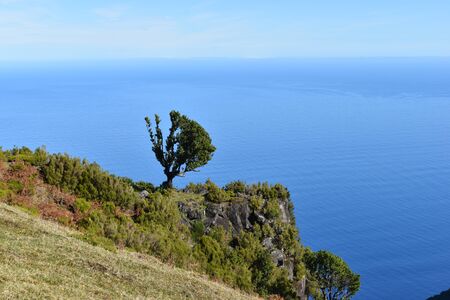 Hiking at the Fairy forest at Fanal with ancient laurel trees and ocean in Madeira, Portugalの写真素材