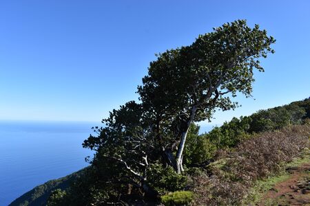Hiking at the Fairy forest at Fanal with ancient laurel trees and ocean in Madeira, Portugalの写真素材