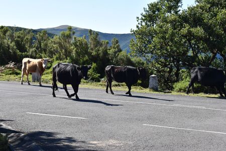 Many cows on the street at the Fairy Forest at the Fanal with ancient laurel trees in Madeira, Portugalの写真素材