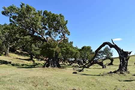 Hiking at the Fairy forest at Fanal with ancient laurel trees in Madeira, Portugalの写真素材