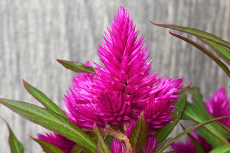 Closeup of a pink flower