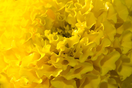 Closeup of Dahlias at sunsetの写真素材