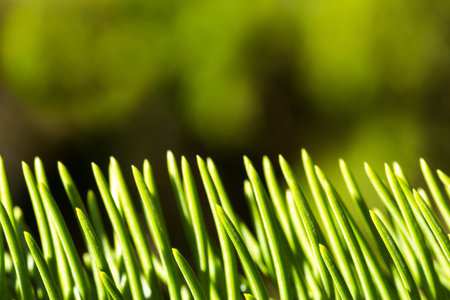 close up of vertical green pine needles