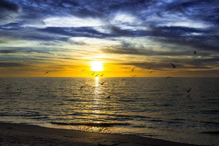 dramatic dark cloudy sunset over the ocean with flying seagulls