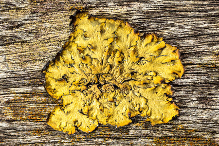 close up of an old rough wood background texture with lichen
