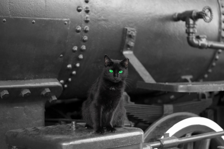 black cat with green eyes on black vintage train locomotiveの写真素材