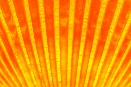 Close up of a glowing sea shell texture
