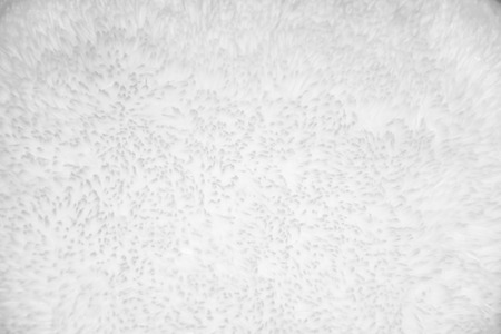 Texture of white feltの写真素材