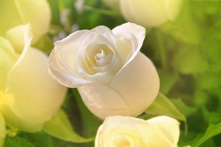 White rose closeup on floral background. Beautiful flower over leaves.の写真素材