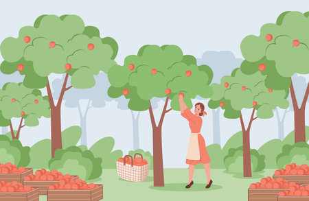 Young woman in red dress and white apron picking red ripe apples from apple trees vector flat illustration.のイラスト素材