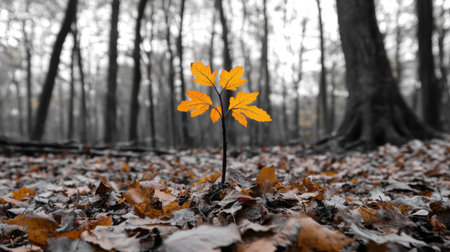 A vibrant sapling surrounded by fallen leaves in a forest, representing new life among the old.の素材