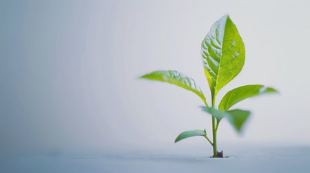 Green leaf plant growth on the coin on white background businessの素材