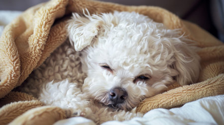 A contented bichon frise puppy curled up in a soft blanket, eyes closed in peaceful sleepの素材