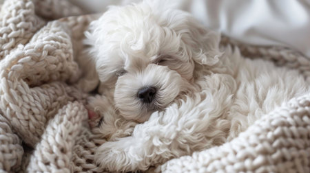 A contented bichon frise puppy curled up in a soft blanket, eyes closed in peaceful sleepの素材
