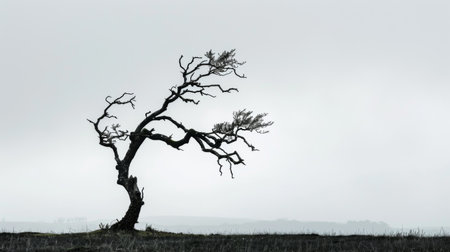 The silhouette of a lone tree stretching its branches towards the sky, symbolizing resilience and strengthの素材