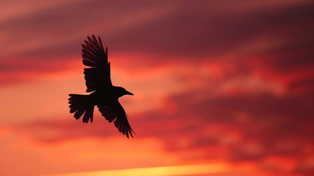 The shadow of a bird in flight against a vibrant sunset sky, captured in silhouette.の素材