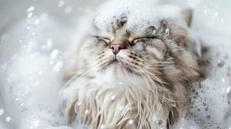 Close-up of a fluffy Persian cat enjoying a bath with closed eyes, surrounded by lavender bubblesの素材