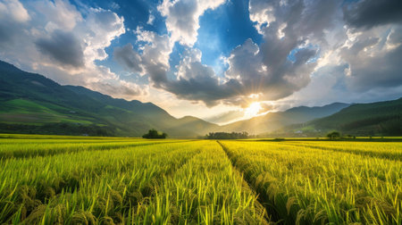 Panoramic view of ripening rice fields under a dramatic sky, depicting rural agriculture and seasonal changes.の素材