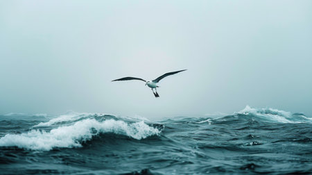 A lone albatross soaring over the open ocean, with waves breaking below.の素材
