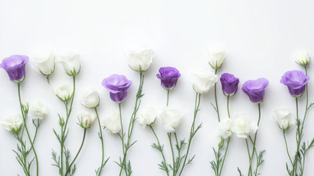 Beautifully arranged white and purple eustoma flowers on a white background, with a minimalist and elegant touch.の素材