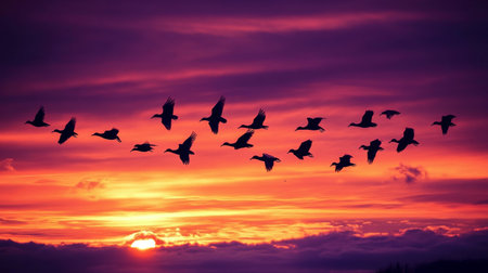 Detailed shot of a flock of birds flying in silhouette against a dramatic orange and purple sky at duskの素材