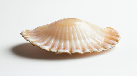 A close-up of a single fresh scallop with a glossy surface, placed on a white background to showcase its delicate texture and natural color.の素材