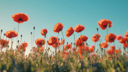 A field of red poppies swaying in the breeze under a clear blue sky, capturing the vivid contrast of colors in nature.の素材