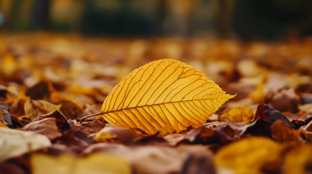 Close-up of a yellow autumn leaf with visible veins, lying on the ground amidst a bed of fallen leaves in warm, natural lightの素材