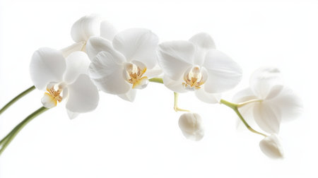 A delicate white orchid with intricate petals, displayed against a pure white background to highlight its elegance and beauty.の素材