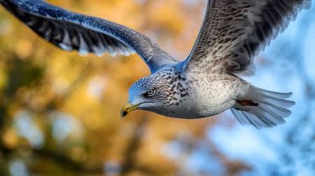Bird in mid-flight with a close-up view of its head and wings, set against a blurred background of trees or open sky for a dynamic shot.の素材