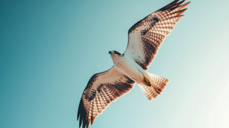 Side view of a bird soaring close to the camera, with its wings spread wide and feathers clearly visible against a clear, blue sky.の素材