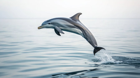 A dolphin performing a high jump and spin above the water, with a backdrop of a serene ocean and distant horizon.の素材