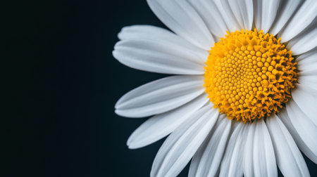 A macro view of a daisy with crisp white petals and a bright yellow center, capturing the simplicity and beauty of this classic flower.の素材