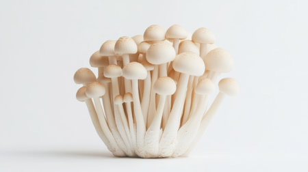 A close-up of a cluster of fresh Shimeji mushrooms on a clean white background, showcasing their delicate textures and earthy tones.の素材